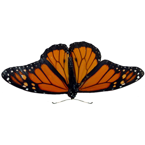 Butterfly PNG image-1031